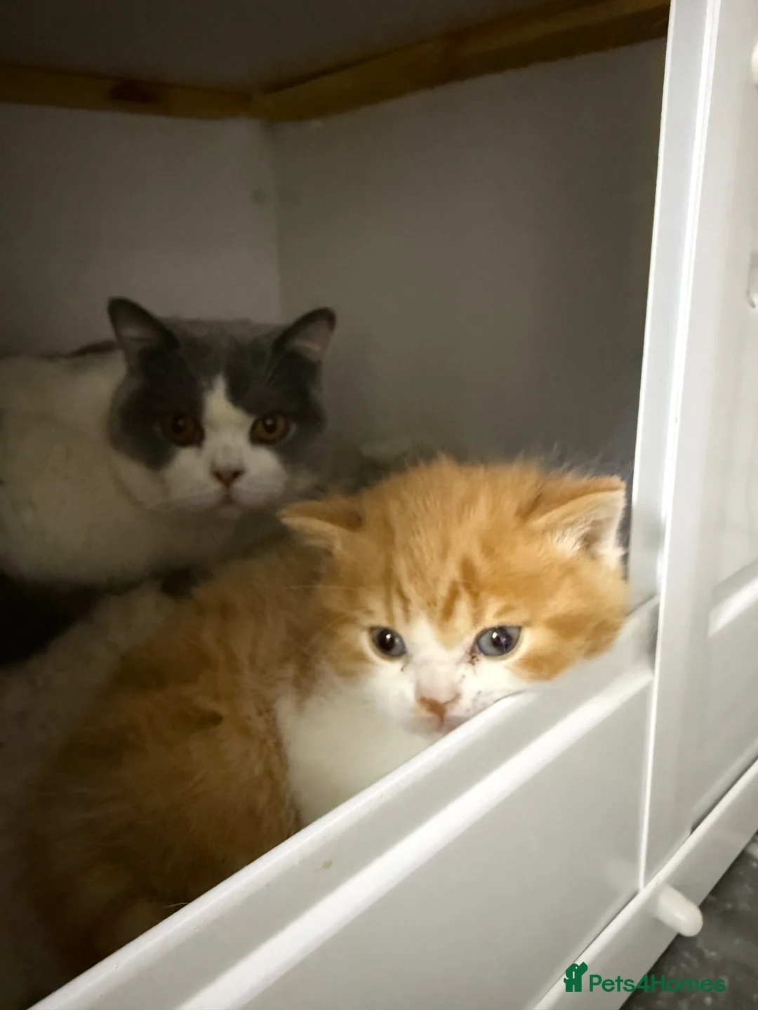 British Shorthair cats for sale: British shorthair Kitten  - Advert 1