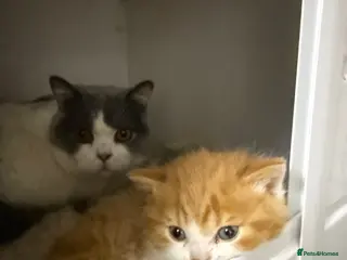 British Shorthair cats for sale: British shorthair Kitten - Advert 1