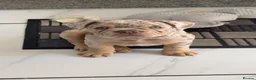Mixed Breed dogs for sale: Ready to leave gorgeous French/ English bulldog  - Advert 2