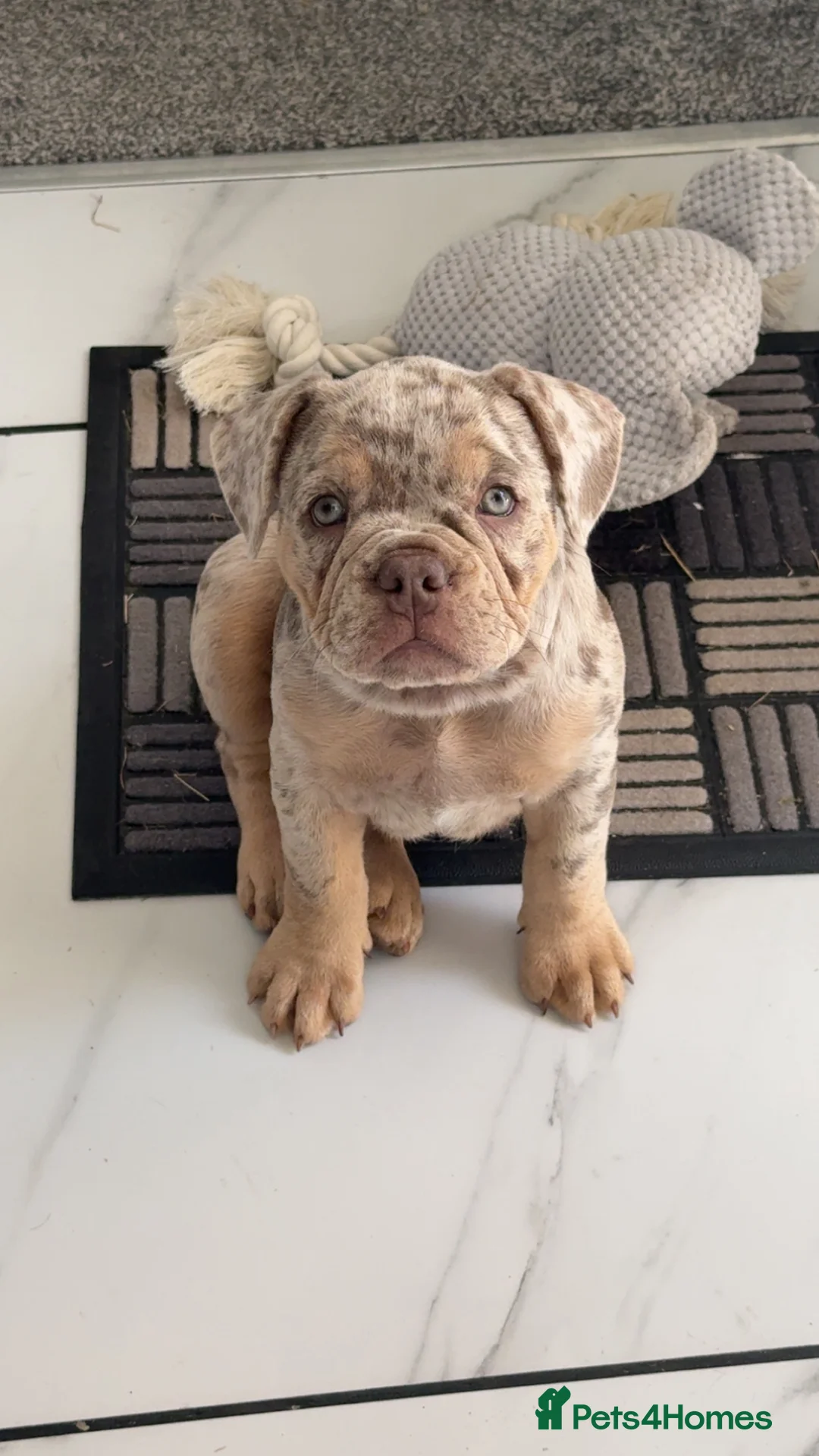 Mixed Breed dogs for sale: Ready to leave gorgeous French/ English bulldog  - Advert 2
