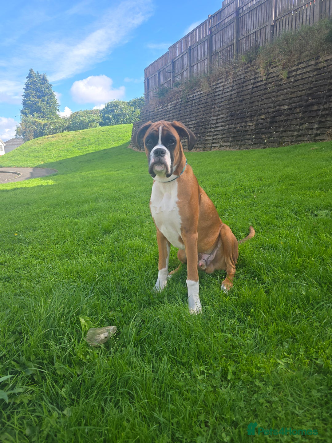 Boxer dogs for sale: 7 month boxer pup  - Image 2