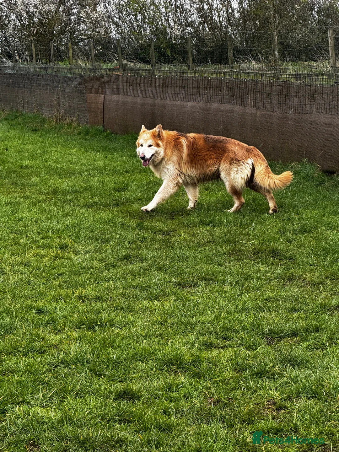 German Shepherd dogs for sale: 💙 KC reg GSD 💙 - Advert 7