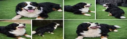 Bernese Mountain Dog dogs for stud: Bernese Mountain Dog stud service available - Advert 8