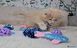 Maine Coon cats for sale: GCCF Registered Pedigree Maine Coon Kittens - Image 7