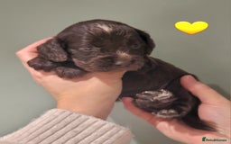 Cocker Spaniel dogs for sale: Litter of 7 - Image 8