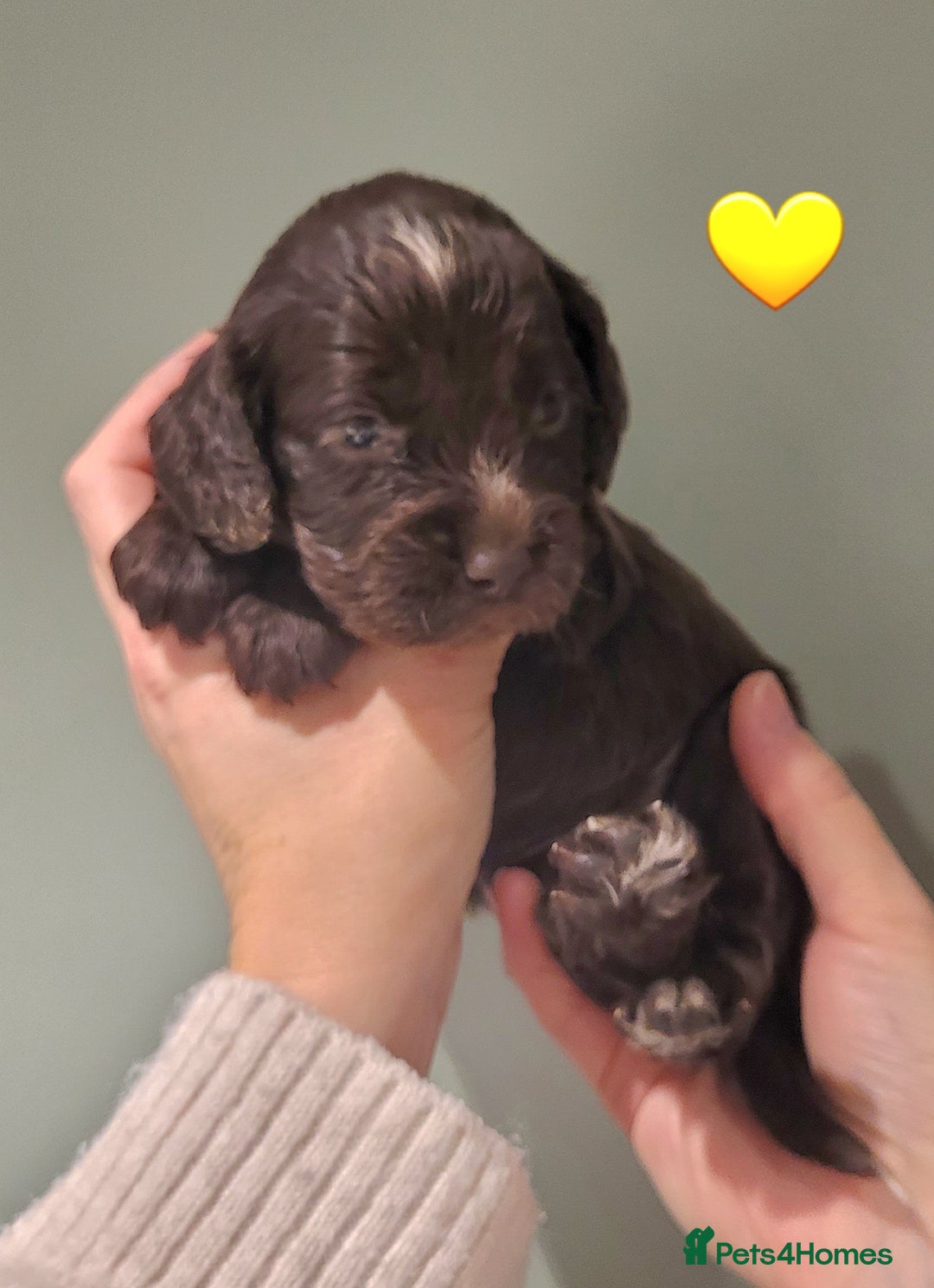 Cocker Spaniel dogs for sale: Litter of 7 - Image 8