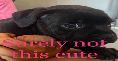Staffordshire Bull Terrier dogs Stunning last available puppy Staffordshire - Advert 4