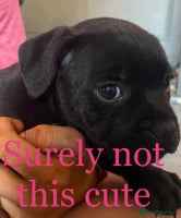 Staffordshire Bull Terrier dogs Stunning last available puppy Staffordshire - Advert 4