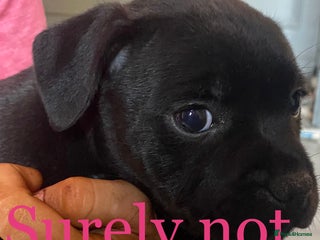 Staffordshire Bull Terrier dogs - Advert 1