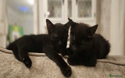 Domestic Shorthair cats for sale: Kittens looking for their forever home 🩷🩵🩷 - Image 13