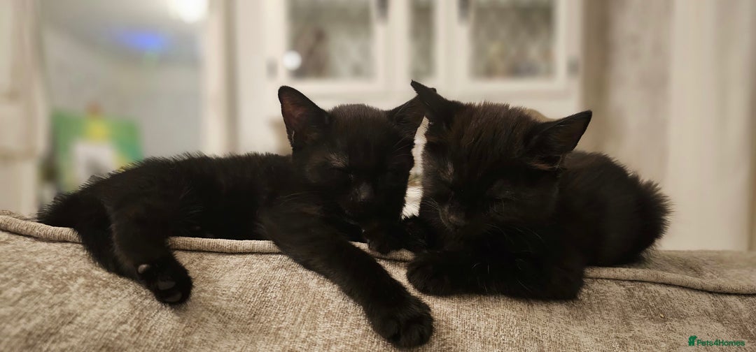 Domestic Shorthair cats for sale: Kittens looking for their forever home 🩷🩵🩷 - Image 13