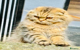 Scottish Fold cats for sale: Gorgeous Scottish Fold long hair - Image 11