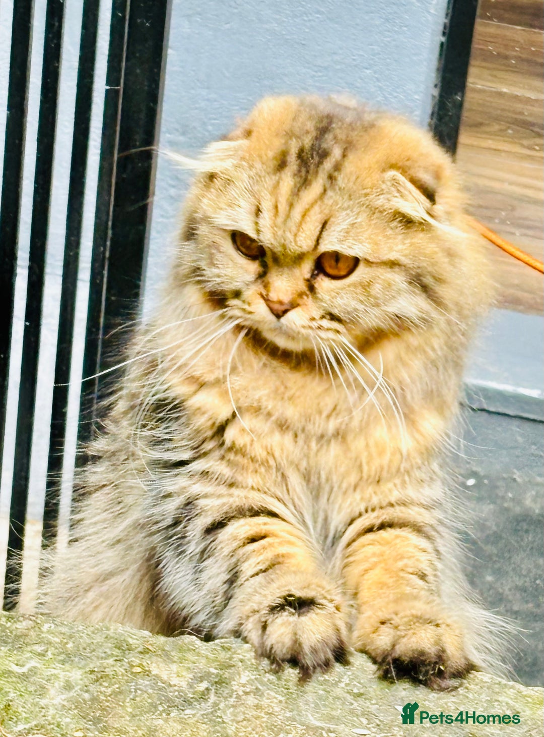 Scottish Fold cats for sale: Gorgeous Scottish Fold long hair - Image 11