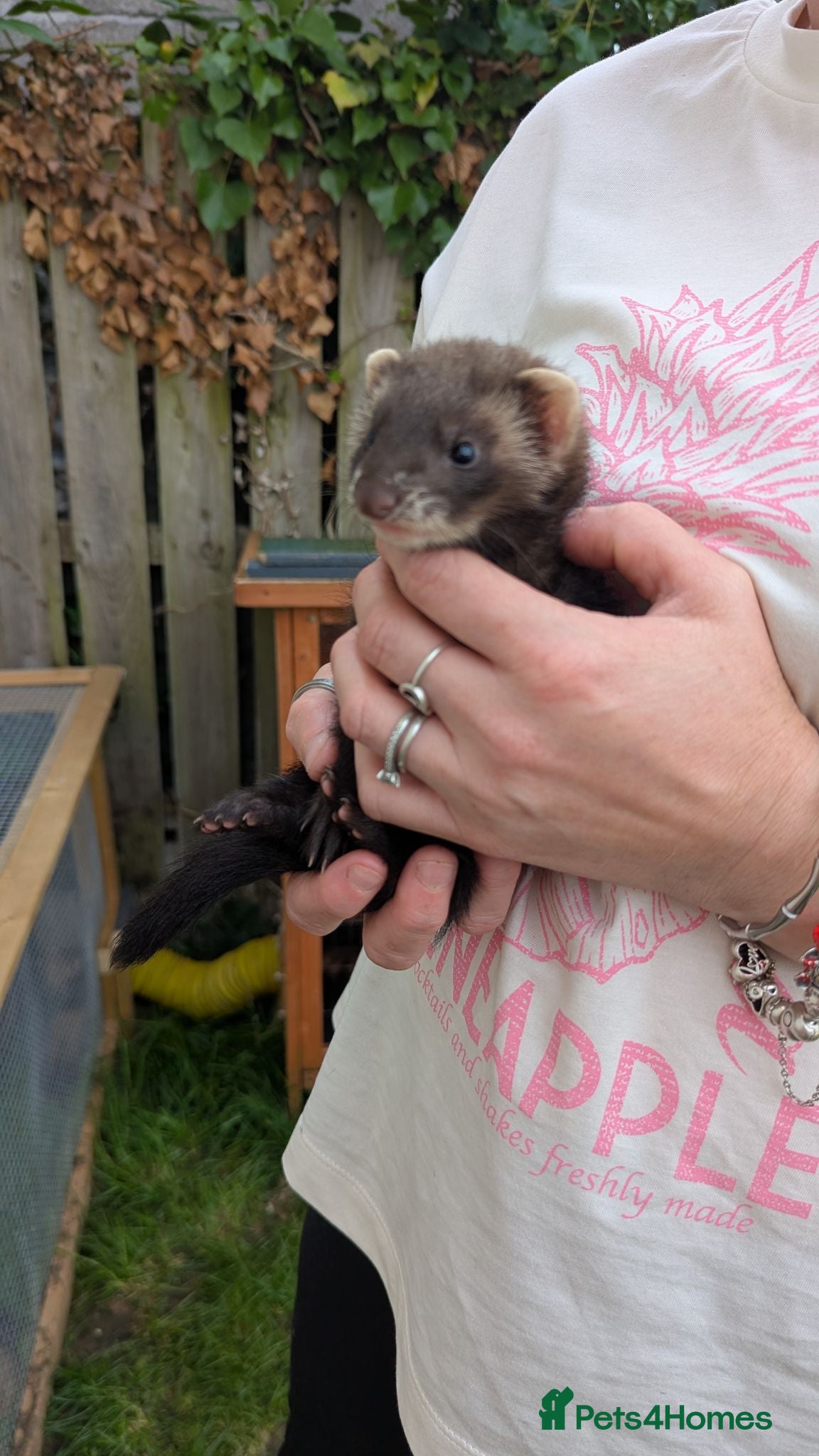Ferret rodents Ferret kits  - Advert 2