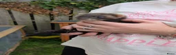 Ferret rodents for sale: Ferret kits  in Bridgend - Advert 2