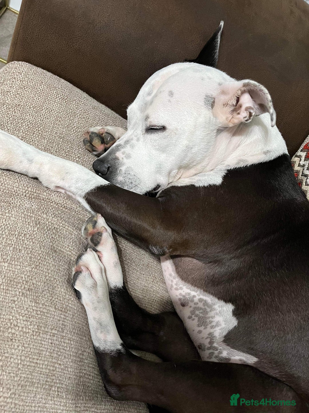 Staffordshire Bull Terrier dogs for sale: Fifi  - Advert 14