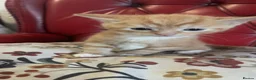 Mixed Breed cats for sale: 4 mixed breed kittens - Advert 4
