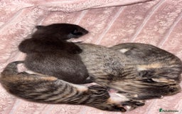 British Longhair cats for sale: Fluffy kittens - Image 1