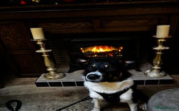 Mixed Breed dogs for sale: Collie mixed malinois  - Advert 4