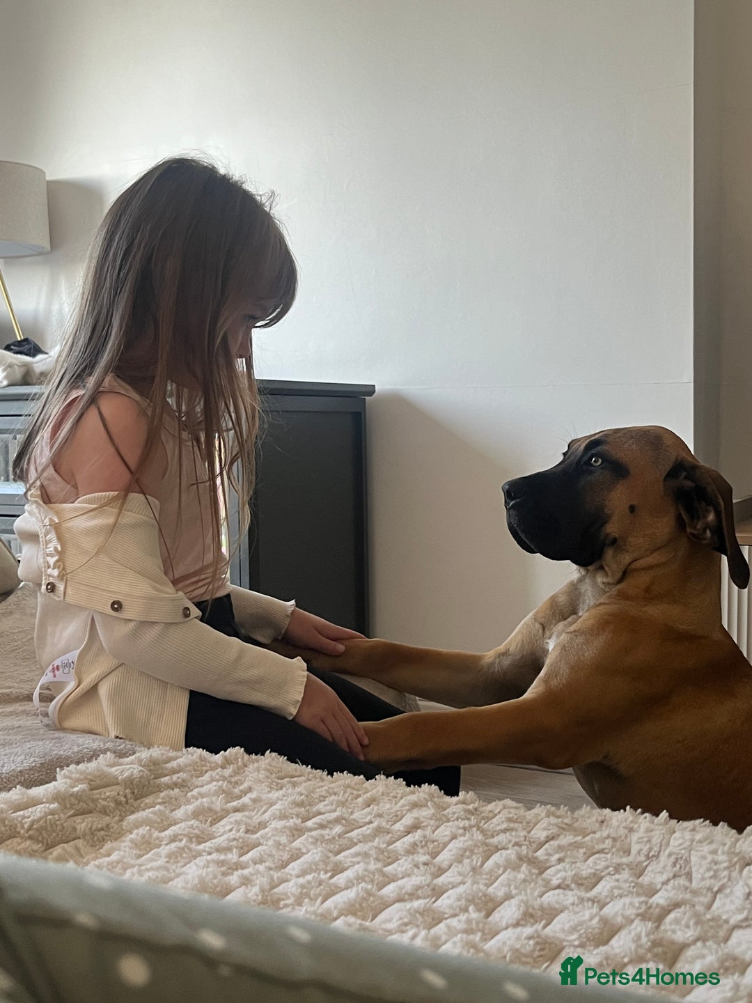 Boerboel dogs for sale: Beautiful boerboel pup - Image 3