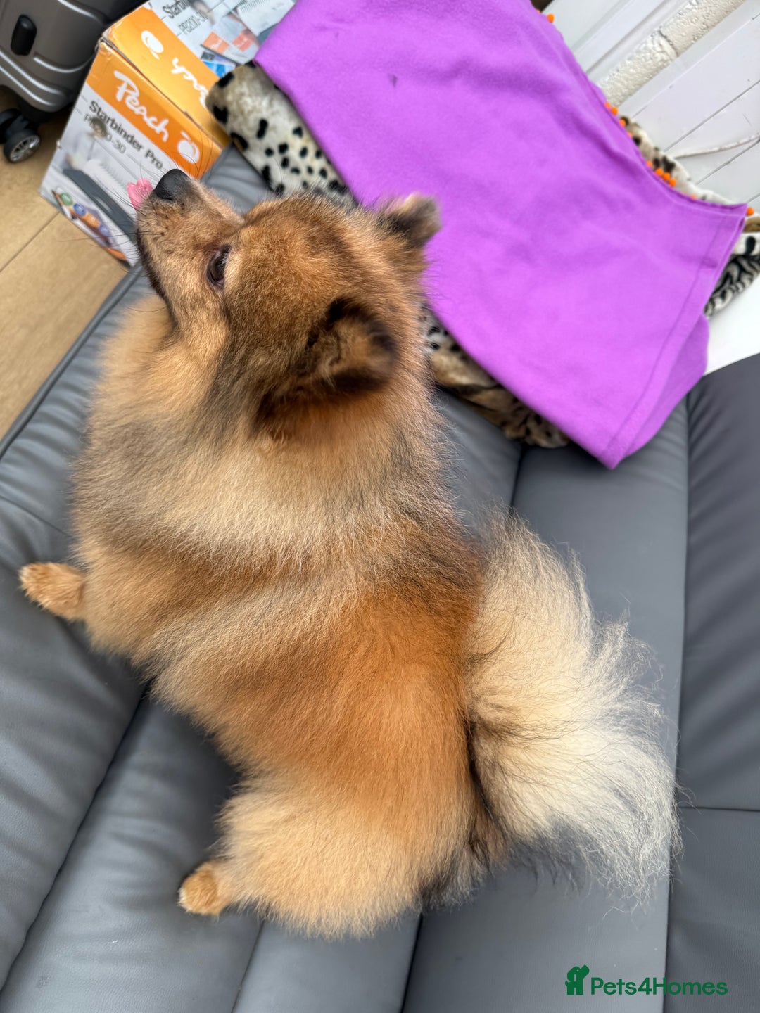 Pomeranian dogs for sale: Very fluffy Orange Sable Pomeranian boy  - Advert 18