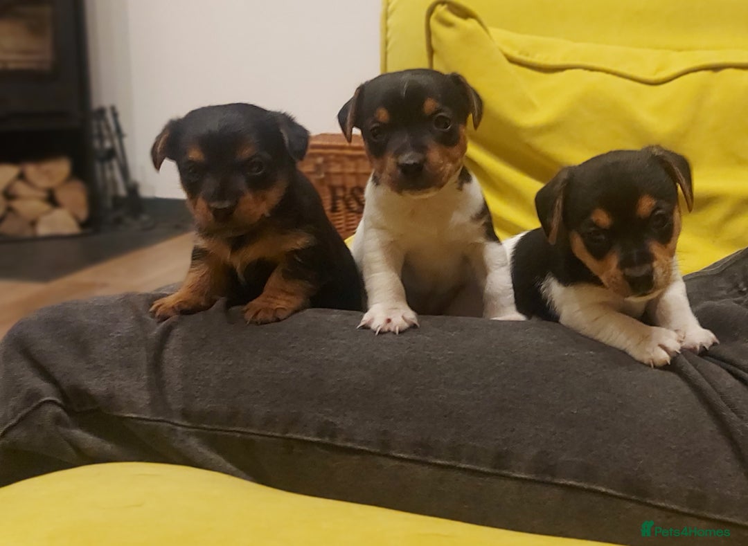 Jack Russell dogs for sale: Stunning tri coloured small JR puppies. - Advert 2