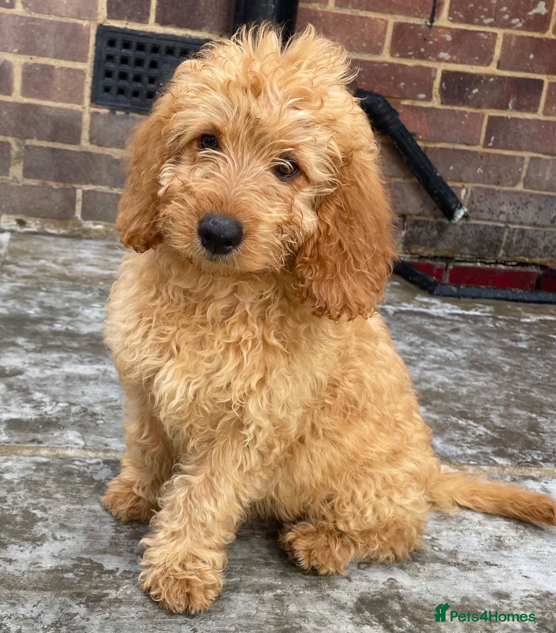 Cockapoo dogs STUNNING HEALTH CLEAR COCKAPOO PUPPIES  - Advert 12