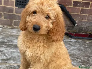 Cockapoo dogs STUNNING HEALTH CLEAR COCKAPOO PUPPIES - Advert 12