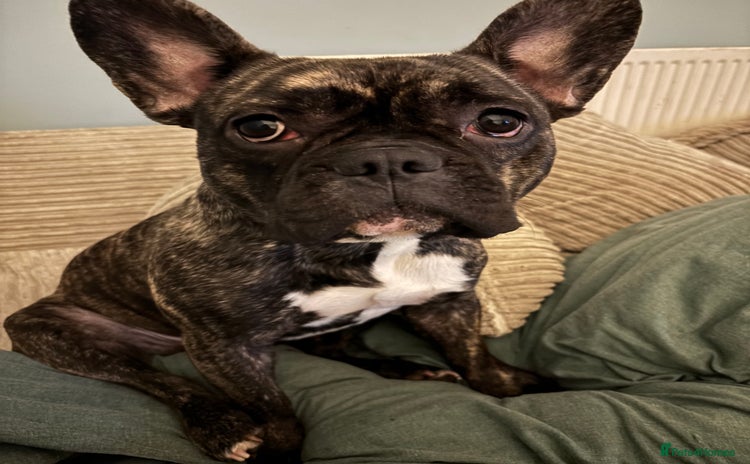 French Bulldog dogs - Advert 14
