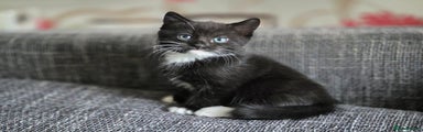 British Shorthair Kitten 1