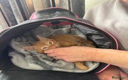 Domestic Shorthair cats for sale: 15 week old Kitten - Image 4