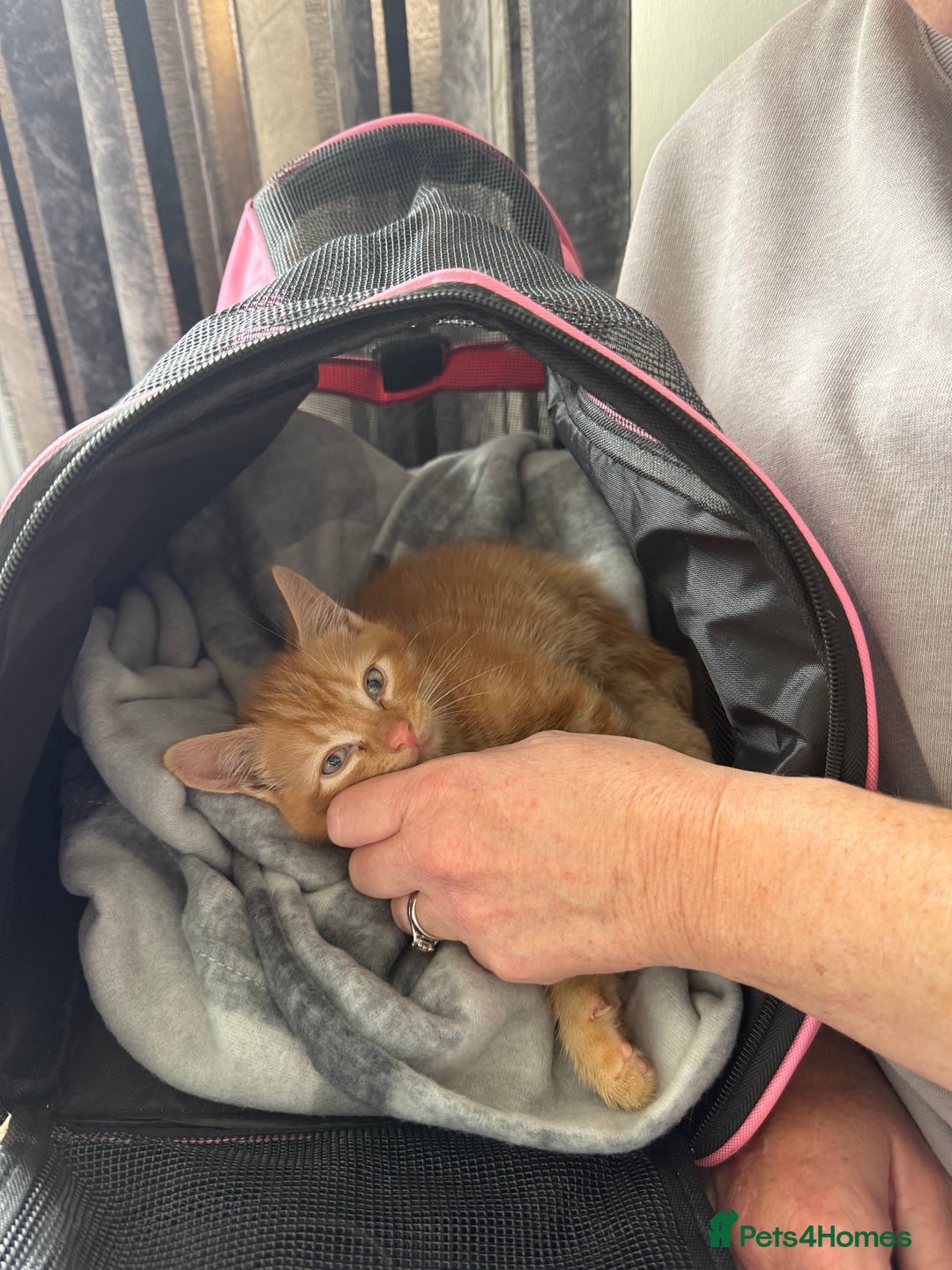 Domestic Shorthair cats for sale: 15 week old Kitten - Image 4