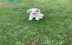 Cockapoo dogs for sale: Amazing cockapoo puppies  - Image 8