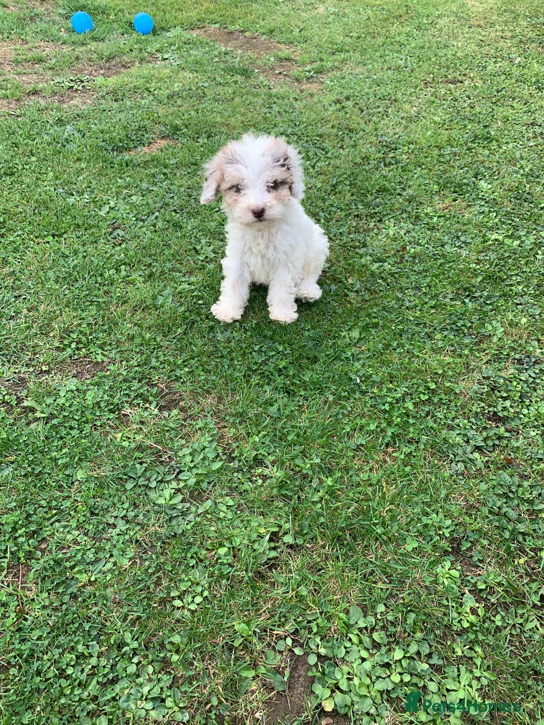Cockapoo dogs for sale: Amazing cockapoo puppies  - Image 8
