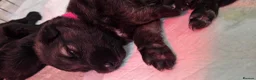 German Shepherd dogs for sale: German Shepherd Puppies in Northwich - Advert 18