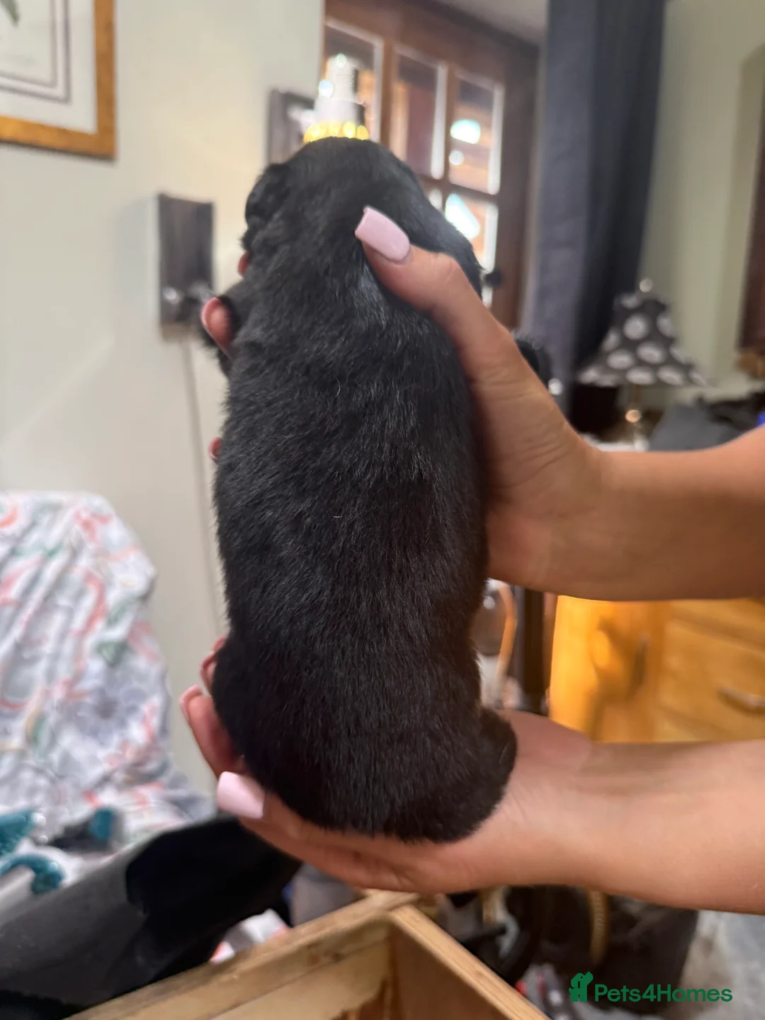 Border Collie dogs for sale: Red, Black, Merle Collie Puppies  - Advert 2