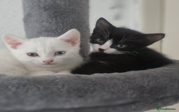 Turkish Angora cats for sale: Turkish Angora X Kittens Ready for New Homes  - Image 6