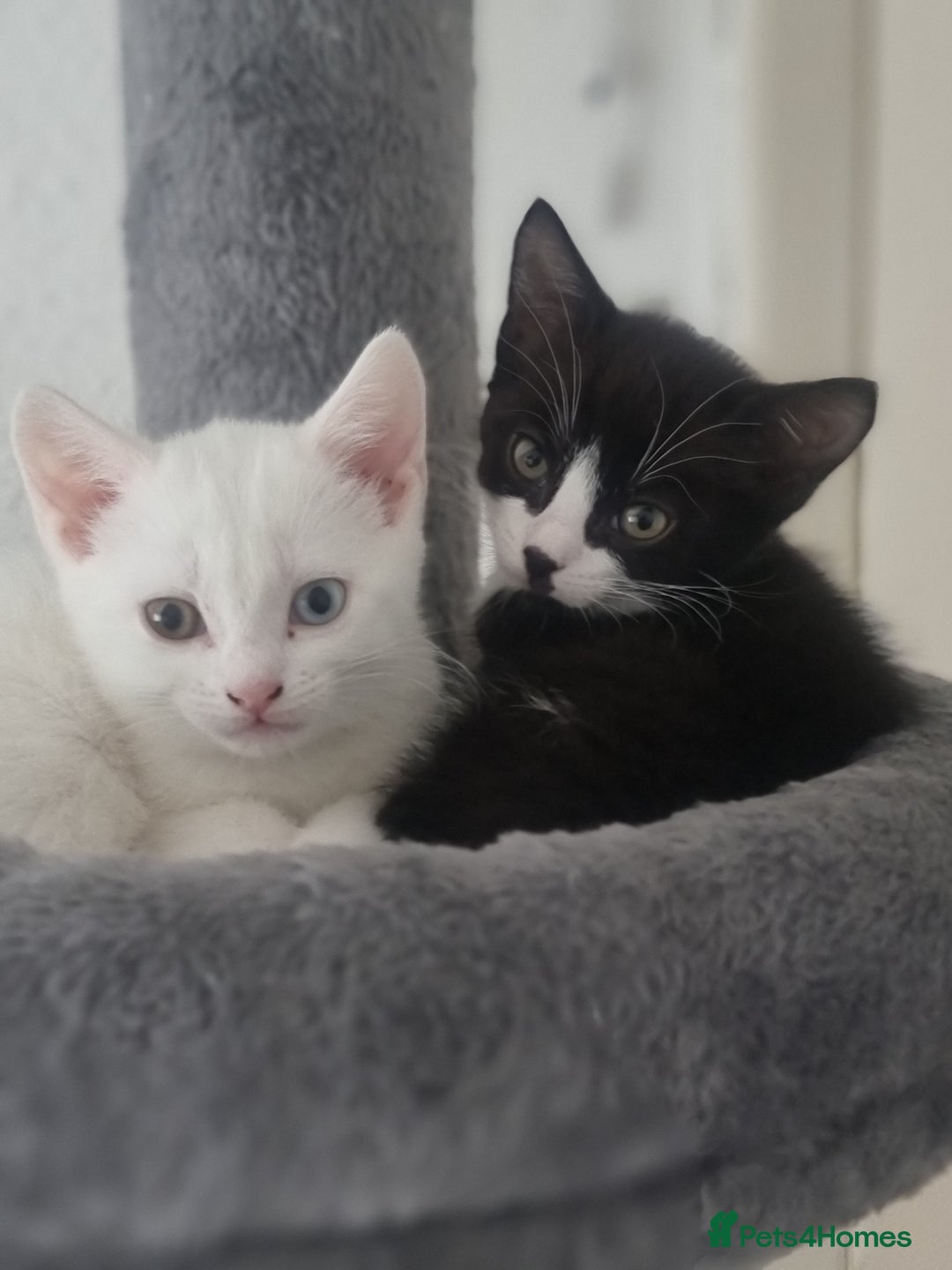Turkish Angora cats for sale: Turkish Angora X Kittens Ready for New Homes  - Image 6