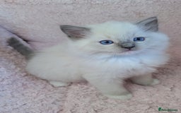 Ragdoll cats for sale: GCCF REGISTERED RAGDOLL KITTENS - Image 20