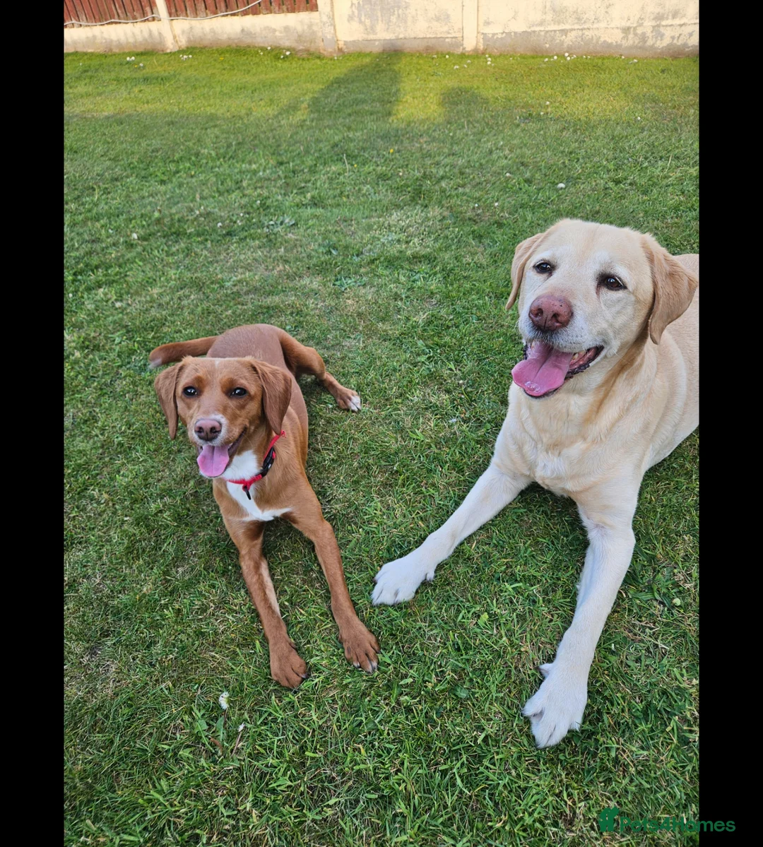 Labradoodle dogs for sale: 18 month old female labradoodle for sale. in Liverpool - Advert 9