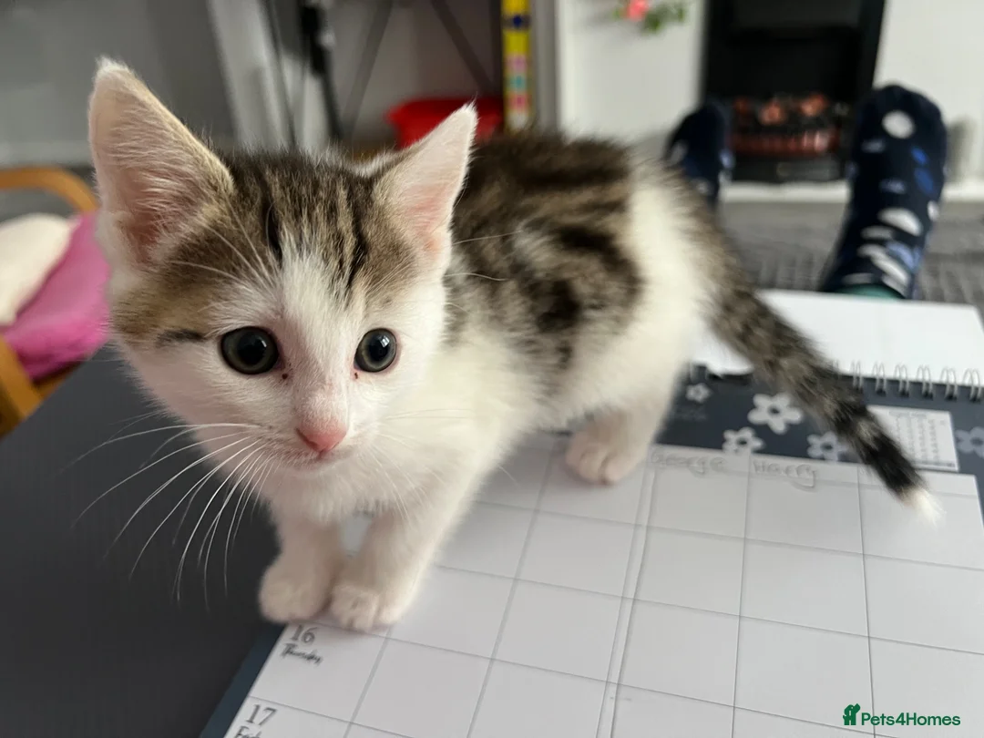 Mixed Breed cats for sale: beautiful kittens  in Eastleigh - Advert 6