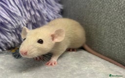 Rat rodents for sale: Pair of 4 month old female rats - Image 3