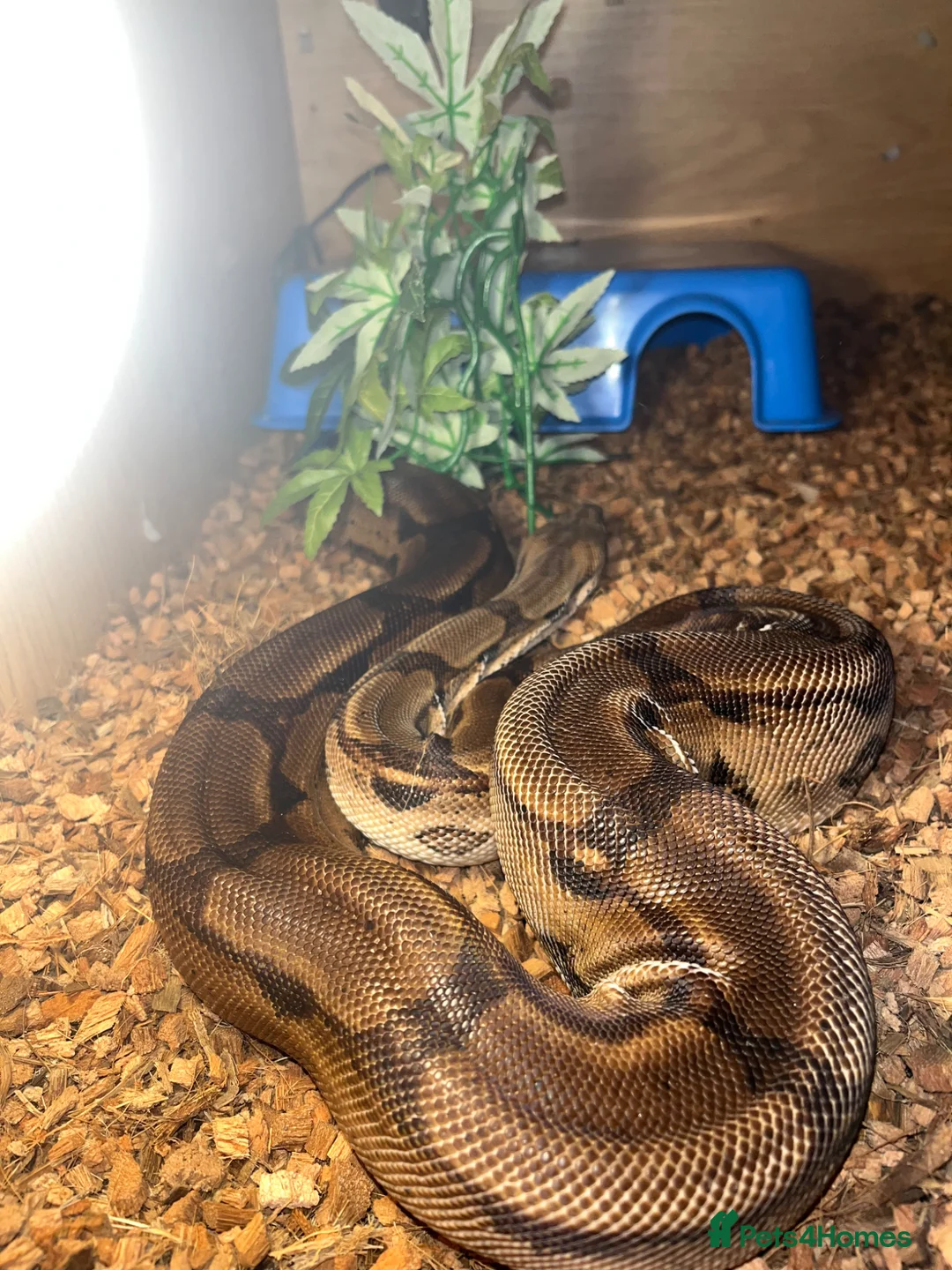 Boa Snake reptiles for sale: Boa male  in Dunfermline - Advert 1
