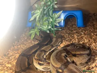 Boa Snake reptiles Boa male - Advert 1