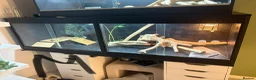 Bearded Dragon reptiles for sale: 3 bearded dragons  - Advert 4