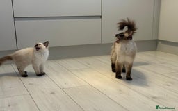 Ragdoll cats for sale: Ragdoll kittens  - Image 6