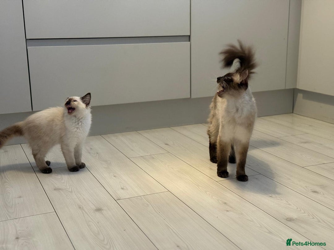 Ragdoll cats for sale: Ragdoll kittens  - Image 6