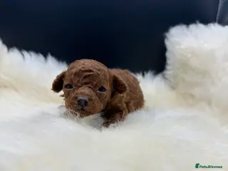 Toy Poodle dogs Toy poodle x Asian Toy poodle puppies - Advert 1