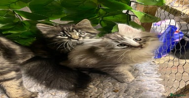 Maine Coon cats - Advert 7