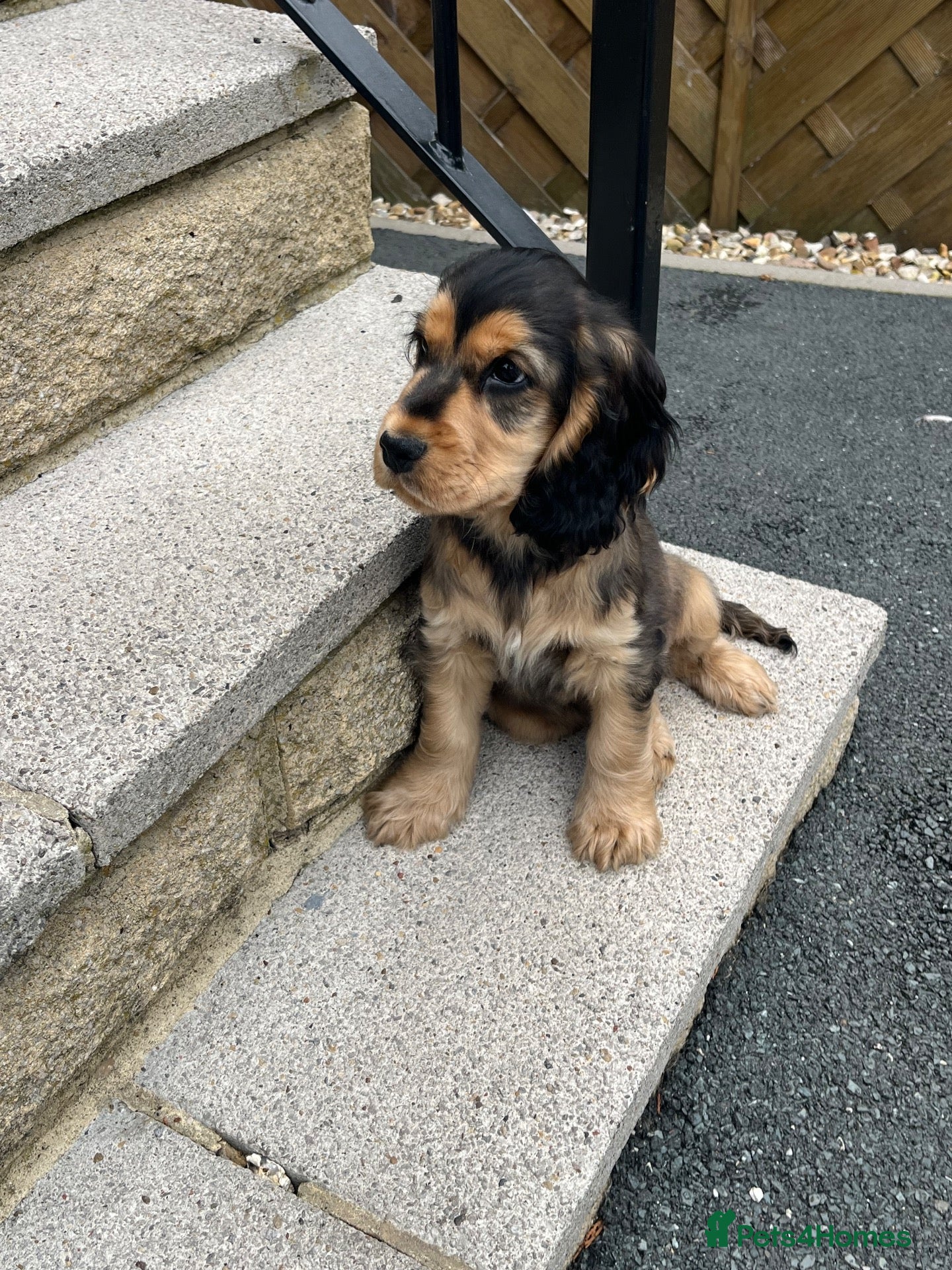 Cocker Spaniel dogs  Only 1 left Ready now Kc reg show cockers  - Advert 1